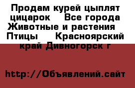 Продам курей цыплят,цицарок. - Все города Животные и растения » Птицы   . Красноярский край,Дивногорск г.